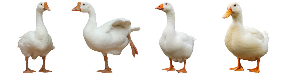 A charming group of four domestic fowl, featuring white ducks and geese in various natural poses. © GraphicPNG
