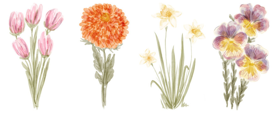 Watercolor botanical illustration featuring vibrant spring blooms like tulips, daffodils, pansies, and dahlia.