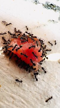 Macro video of black ants swarming and feeding on raw fish flesh. Close-up reveals insect activity around the moist meat and natural scavenging behavior, illustrating decomposition and the ecologica