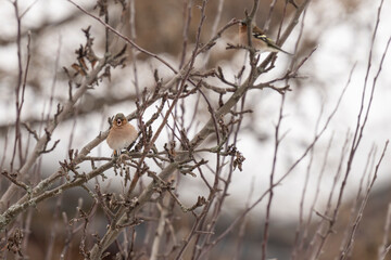 Fototapeta premium chaffinch on branch
