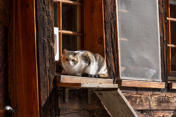 watching cat © Photography-RB