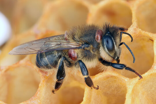 Honeybee (Apis mellifera) infested with parasitic Varroa mite (Varroa destructor) on a wax comb. Even the smallest details are visible.