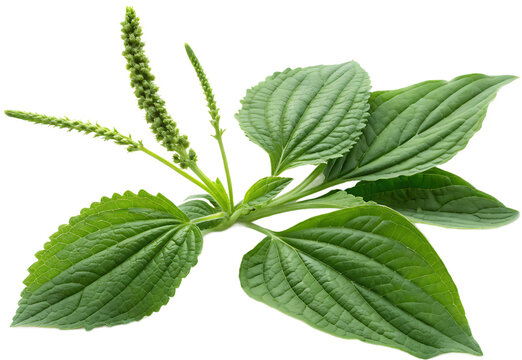 Plantain Herb