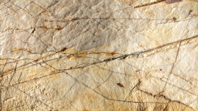 The outer surface of a flint concretion at the interface with the sedimentary rock. Background texture.