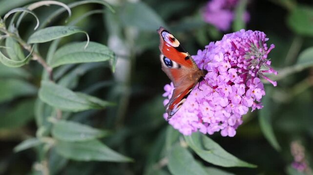 Peacock butterfly (Aglais io) feeding on lilac flower &ndash; macro spring nature footage