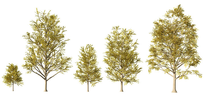 Tulip trees in golden autumn foliage at different heights, isolated on light green background for landscape design and architectural visualization use