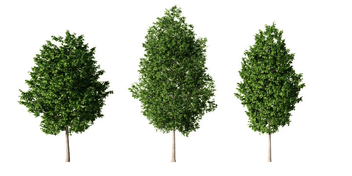 Tulip trees with dense green summer foliage in broad and columnar crown forms, three isolated specimens on light green background for visualization and design