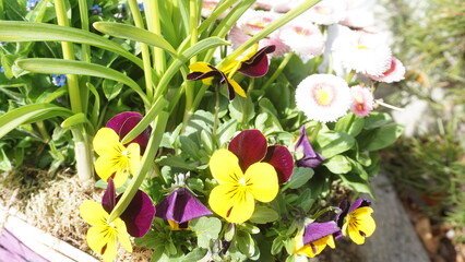 Fototapete bei efototapeten.de bestellen   