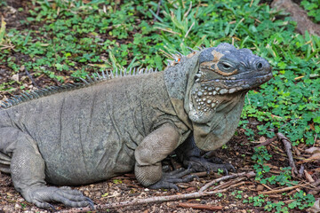 Fototapeta premium Blue Iguana (Cyclura lewisi)