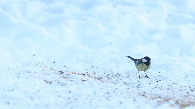 Great Tit (Parus Major) Perched on Snow in Winter Garden