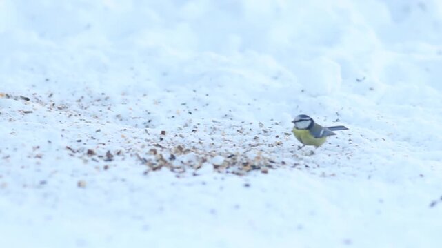 Great Tit (Parus Major) Perched on Snow in Winter Garden