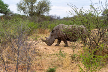 Fototapeta premium Majestic view of the Waterberg with its distinctive red sandstone cliffs rising above the surrounding savannah landscape. The striking natural landmark stands out against the horizon, showcasing untou
