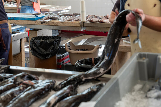 black scabbardfish (Aphanopus carbo), known locally as espada preta, which can reach up to 145 cm for sale in the market   Funchal city in Madeira island Portugal