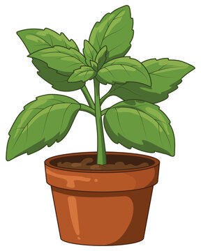 Basil fresh green herb plant in pot isolated illustration for cooking design