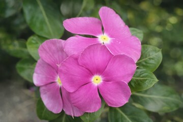 Fototapeta premium White vinca rosea flower, also known as periwinkle, blooming in a nature garden. Close-up of white and pink petals with green leaves. Beautiful summer flora and floral blossom.