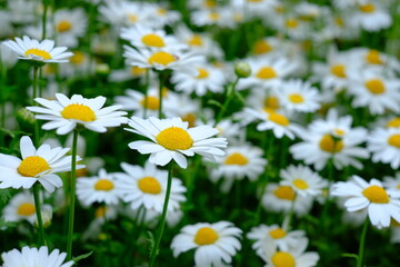 Fototapeta premium Field of North Pole flowers (mini marguerite) in full bloom, white spring flowers background 