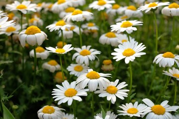 Obraz premium Field of North Pole flowers (mini marguerite) in full bloom, white spring flowers background 