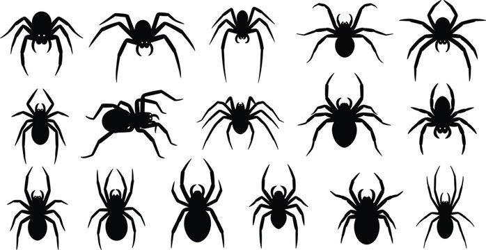 Vector black silhouette collection of various spiders and tarantulas in different crawling and standing poses isolated on a white background for Halloween design.