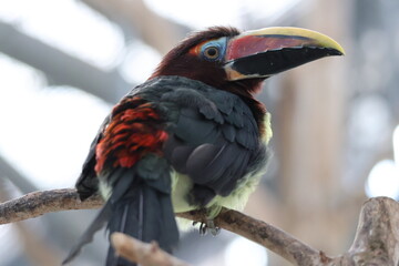 yellow billed toucan © Mt. Cape