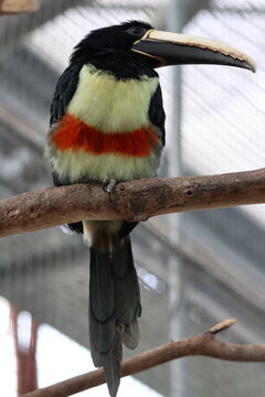 black-necked aracari