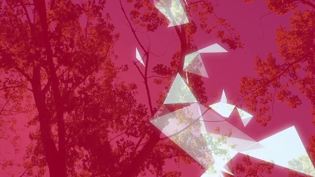 Vertical video: Small point splitting along trunk, shards cascading over magenta sky for design