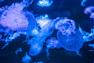 Different large Jellyfish species in deep blue ocean water, underwater background, Pacific sea nettle, scyphozoan jellyfish © barmalini