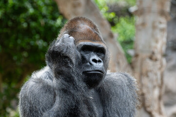 Obraz premium Gorilla, large primarily herbivorous great apes live in tropical forests of equatorial Africa, to see in zoo, walking and sitting alone, close up