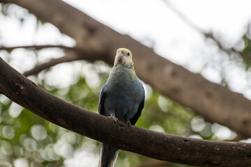 Obraz premium Different colorful parrots birds in Loro Parque on Tenerife close up on trees during morning feeding