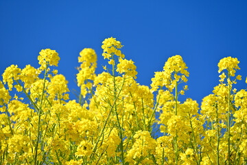 Obraz premium 菜の花畑