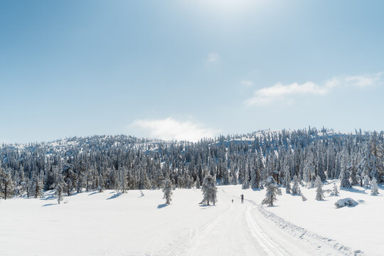 Cross-Country Skiing in Snow Covered Winter Mountain Landscape in Norway