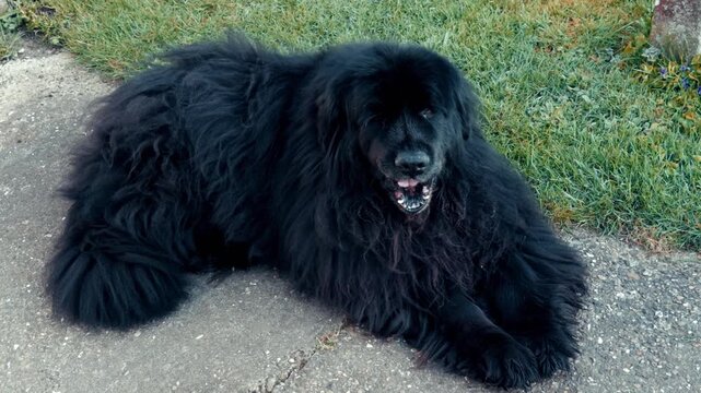 Closeup of an old pet Newfoundland female dog, with black fur, yawing while lying down and relaxing outside on a concrete path.