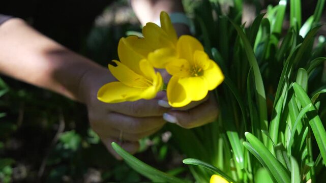 Freesia, hands, gardening, woman gently holds yellow spring flowers blooming brightly in a sunny green garden.