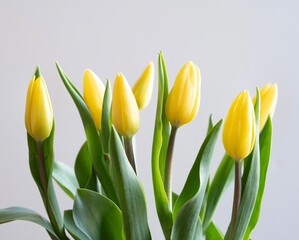 Fototapeta premium yellow and red tulips
