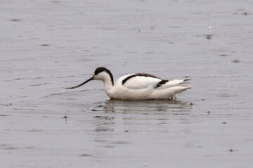 Fototapeta premium Avocette élégante