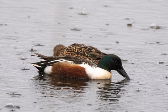 Canard souchet