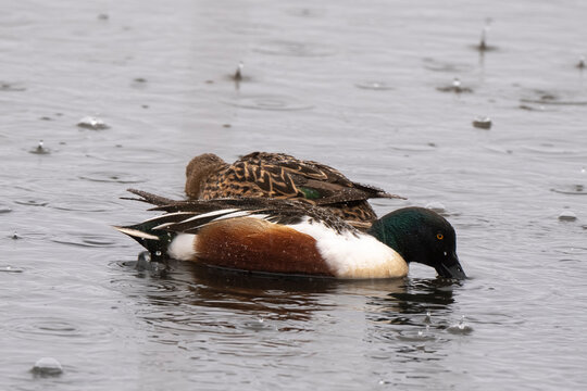 Canard souchet
