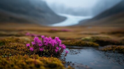 Obraz premium Vibrant pink flowers bloom beside a tranquil water body, set against a soft, moody background, showcasing nature’s beauty and evoking feelings of calm and peace in a serene environment.