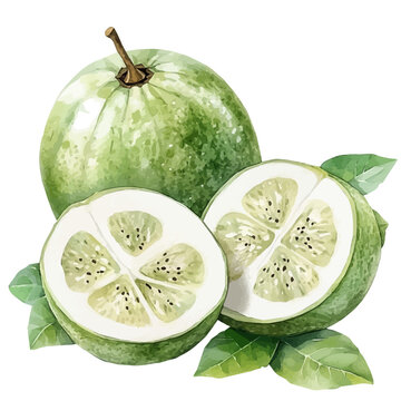 White Sapote, high quality watercolor, isolated on a white background, vibrant details.
