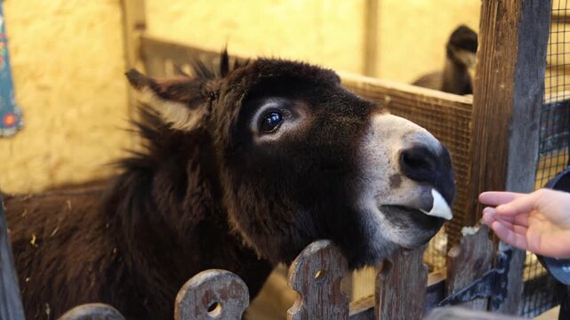 Donkey looking through wooden fence inside farm enclosure curious domestic animal close up rustic barn environment and interaction with visitors
