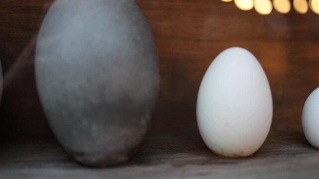 Different egg sizes from large to small displayed in row showing chicken and quail eggs comparison highlighting scale natural food concept and variety