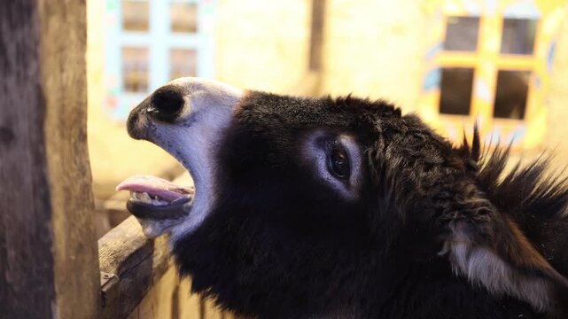 Domestic donkey standing by wooden fence opening mouth and braying in farm environment showing animal behavior rural life and livestock close up scene