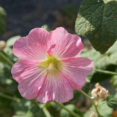 Fleur de mauve © Hervé Rouveure
