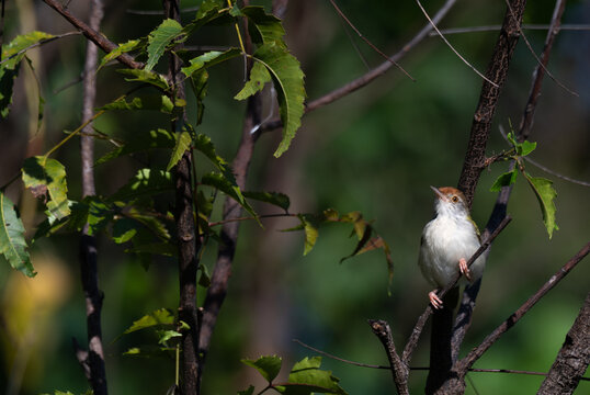 A sharp Common Tailorbird perched on a neem tree branch. The scene is illuminated by bright, natural sunlight, with a vibrant background of lush green leaves and a clear blue sky.