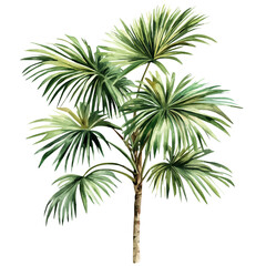 Fototapeta premium Palm Plant High Quality, watercolor painting with colorful accents, isolated on a white background.