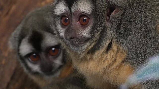 Close up of  two Pygmy Slow Loris monkeys sitting on tree branch and looking around 