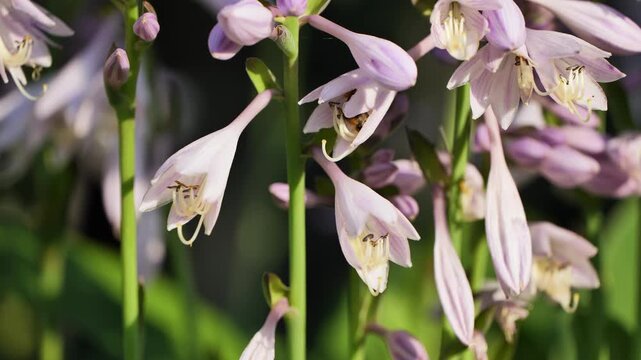 Pollinating hosta flowers with a bee collecting nectar in a vibrant summer garden