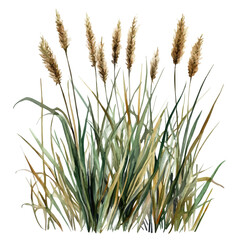 Fototapeta premium watercolor of Marsh Grass draw graphic, isolated on a white background.