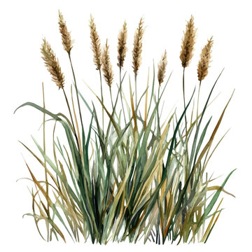 watercolor of Marsh Grass draw graphic, isolated on a white background.