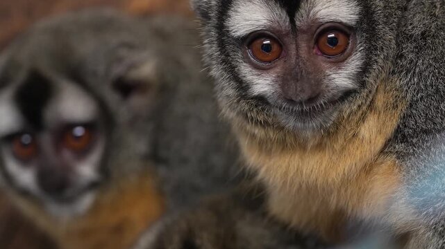 Close up of  two Pygmy Slow Loris monkeys sitting on tree branch and looking around 