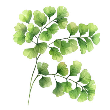 Maidenhair Fern, watercolor clipart showing delicate textures and whimsical forms, isolated on a white background.